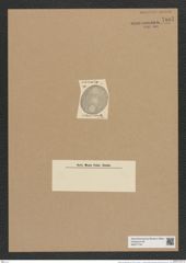 Auliscus punctatus Bail. (de-Toni-Nr.: Genus 171, Species 4326) Zeichnungen Sammlung Grunow Nr. 7887 (NHMW-BOT-W0377154)